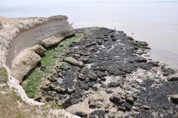 Estran rocheux de l'estuaire de la Gironde